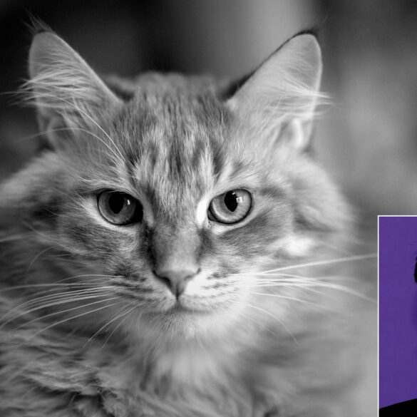 Satire news: ken burns announces new 10 part ‘mr. biscuits’ documentary