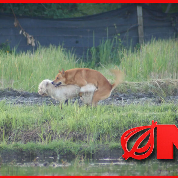 Satire news: scientists witness 2 dogs mating for first time