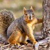 SATIRE NEWS: Squirrel Plays Off Falling Out Of Tree Like