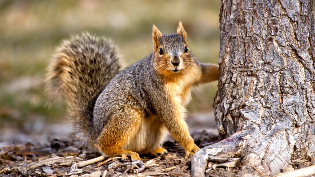 SATIRE NEWS: Squirrel Plays Off Falling Out Of Tree Like