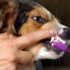 Travel & lifestyle: 9 dental care alternatives for pets who