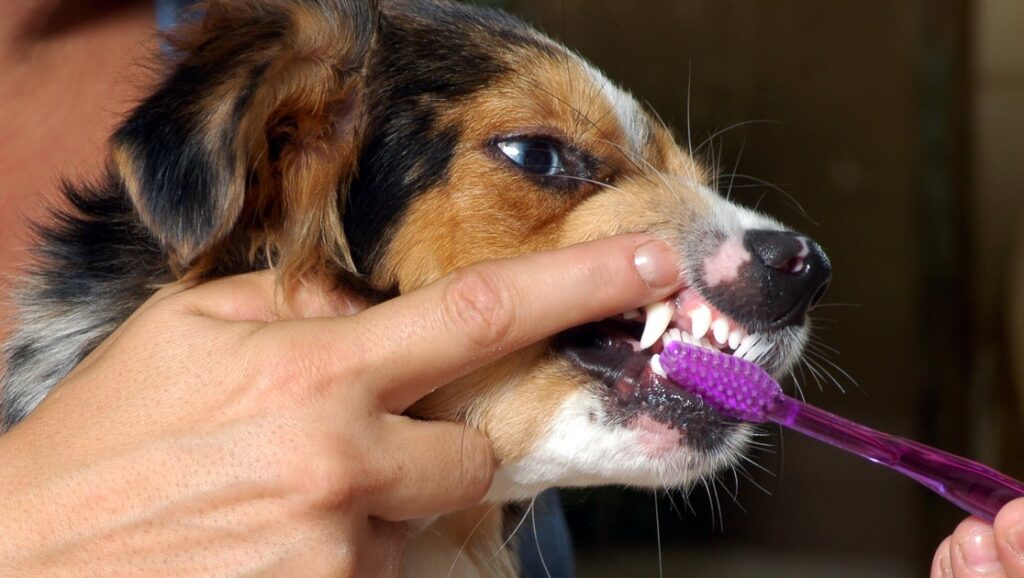 Travel & lifestyle: 9 dental care alternatives for pets who
