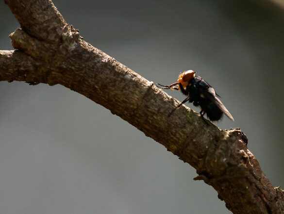 POLITICS: US catches case of New World screwworm. What can