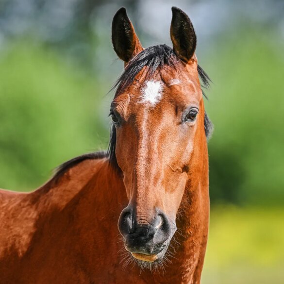 SATIRE NEWS: Horse Annoyed At All The Year Of The