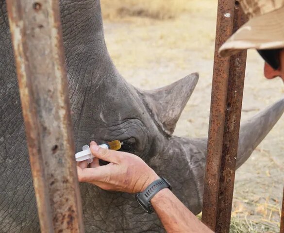 In this August 2025 photo provided by the Palm Beach Zoo & Conservation Society, Daniel Terblanche applies medicine to an an endangered white rhino's infected eye at the Imvelo Safari Lodges in Bulawayo, Zimbabwe. (John Towey/Palm Beach Zoo & Conservation Society via AP)