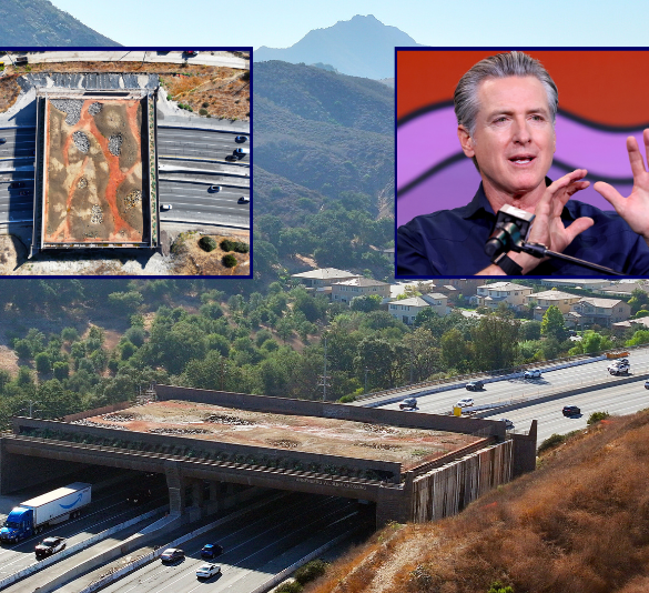 $114M Wildlife Crossing faces budget overruns and delay to late 2026 – One America News Network