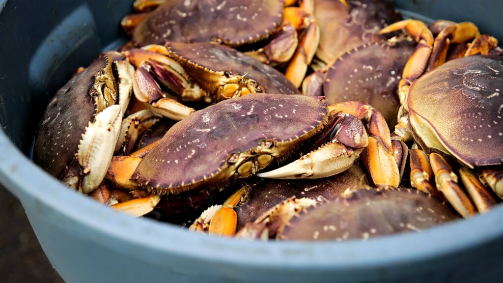 SATIRE NEWS: Crab Just Happy To Be In Bucket With
