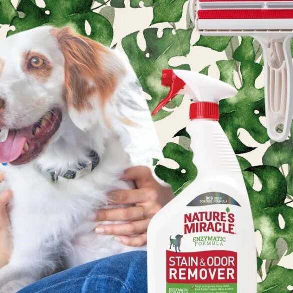 Travel & Lifestyle: Best Pet Cleaning Products For Hair, Odor